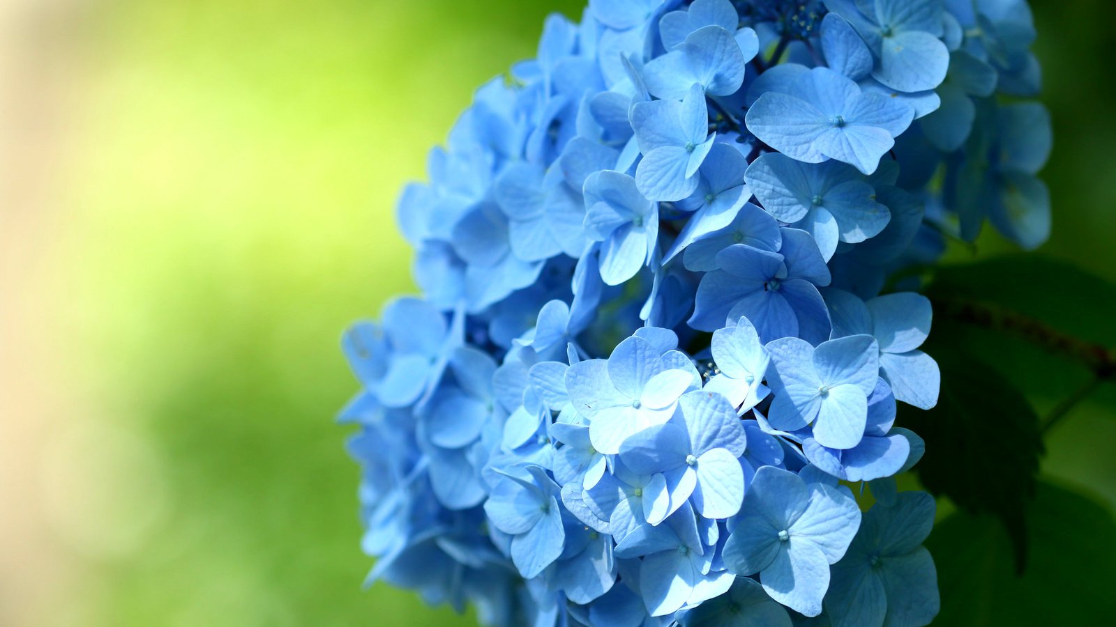 Обои цветы, макро, голубые, соцветие, гортензия, flowers, macro, blue, inflorescence, hydrangea разрешение 2048x1365 Загрузить