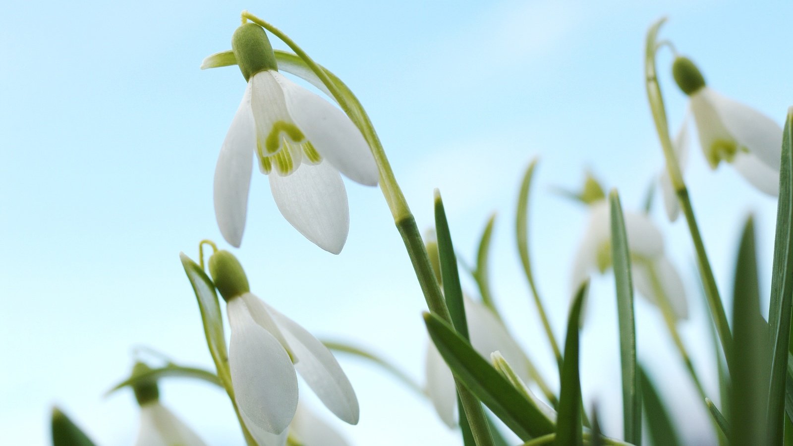 Обои цветы, макро, весна, белые, подснежники, flowers, macro, spring, white, snowdrops разрешение 3008x2000 Загрузить