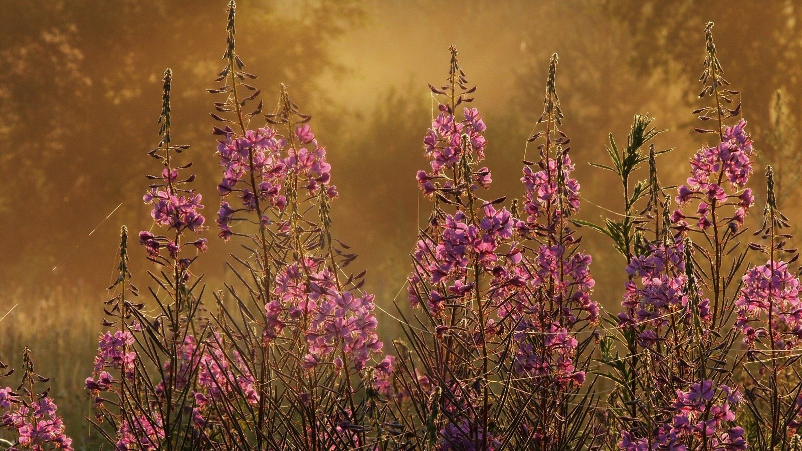 Обои цветы, трава, растения, фокус камеры, макро, flowers, grass, plants, the focus of the camera, macro разрешение 2250x1688 Загрузить