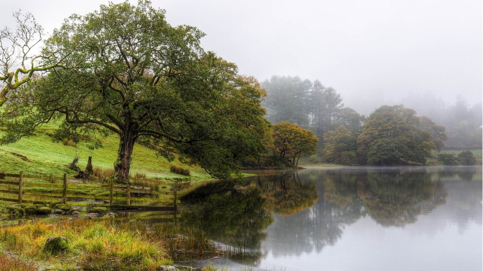 Обои озеро, природа, дерево, туман, lake, nature, tree, fog разрешение 1920x1200 Загрузить