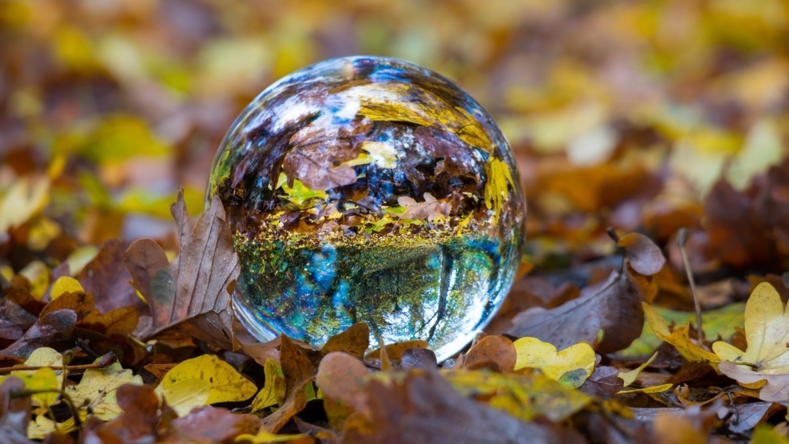 Обои отражение, листва, осень, сфера, шар, стеклянный шар, стеклянный, reflection, foliage, autumn, sphere, ball, glass globe, glass разрешение 1920x1080 Загрузить