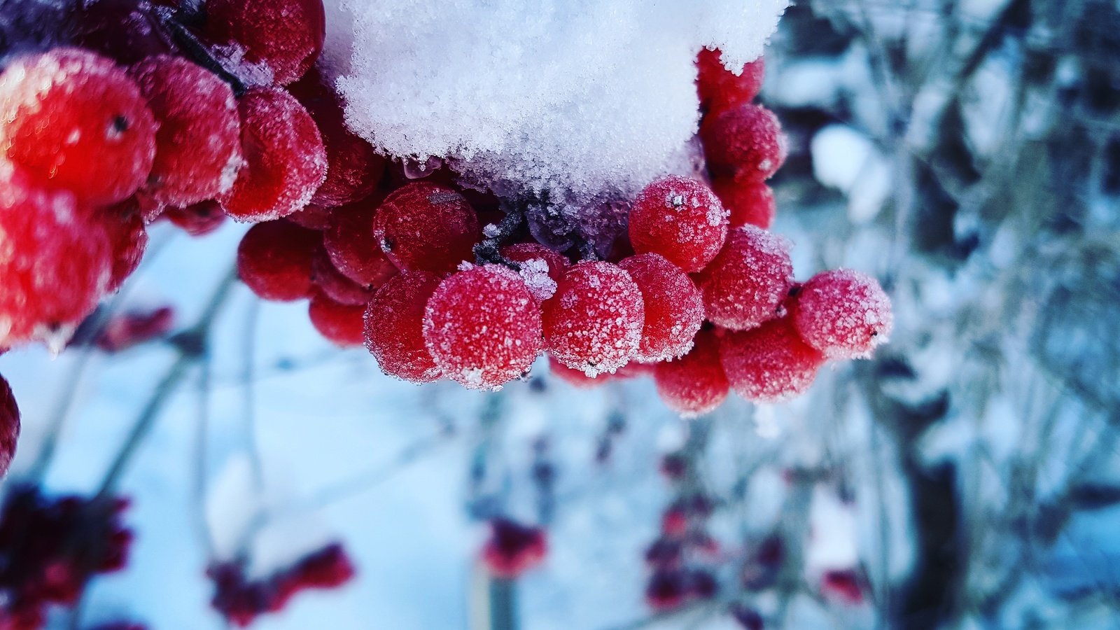 Обои снег, зима, макро, холод, ягоды, калина, snow, winter, macro, cold, berries, kalina разрешение 4032x3024 Загрузить