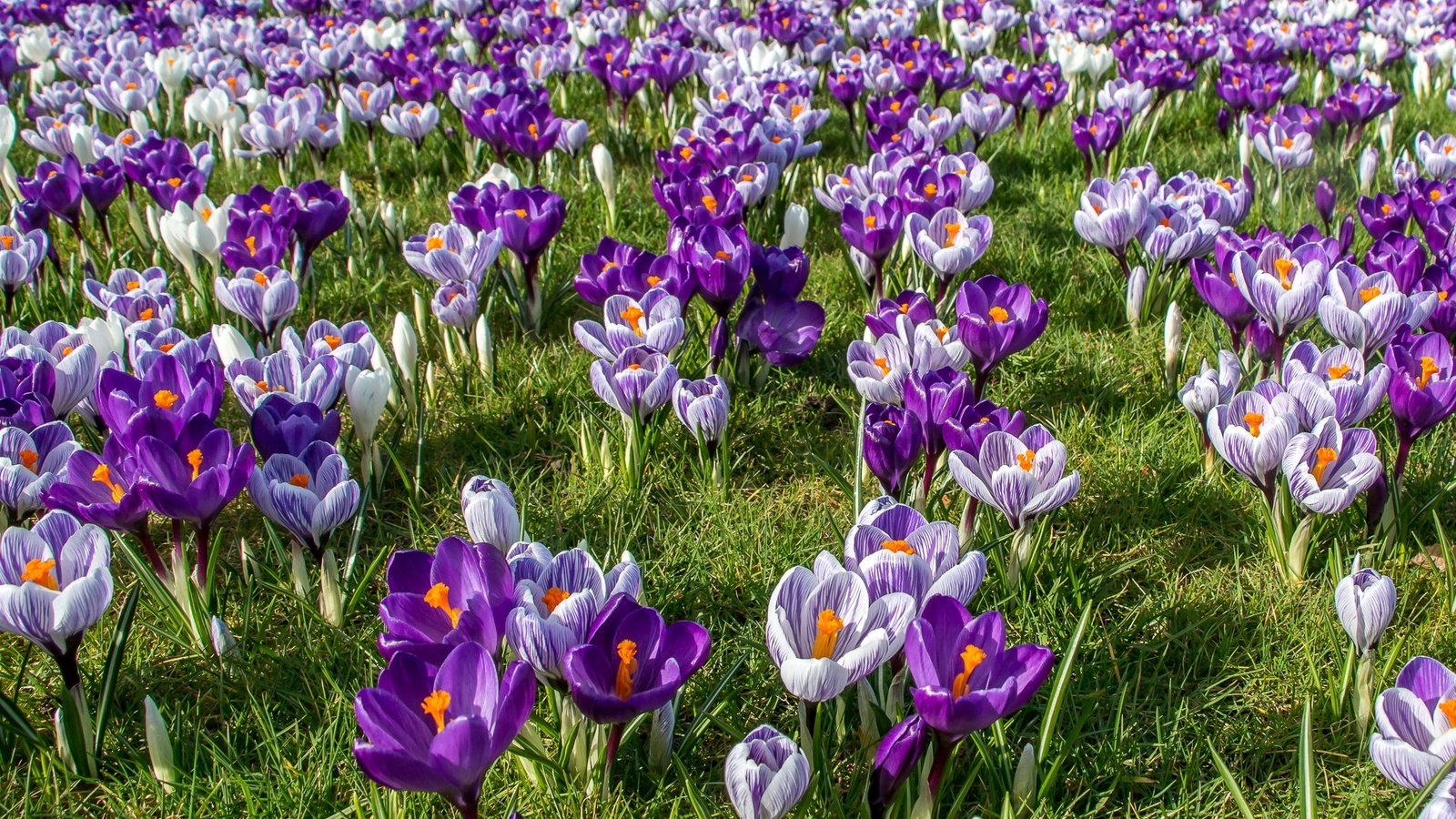 Обои цветы, трава, весна, крокусы, шафран, flowers, grass, spring, crocuses, saffron разрешение 2048x1335 Загрузить