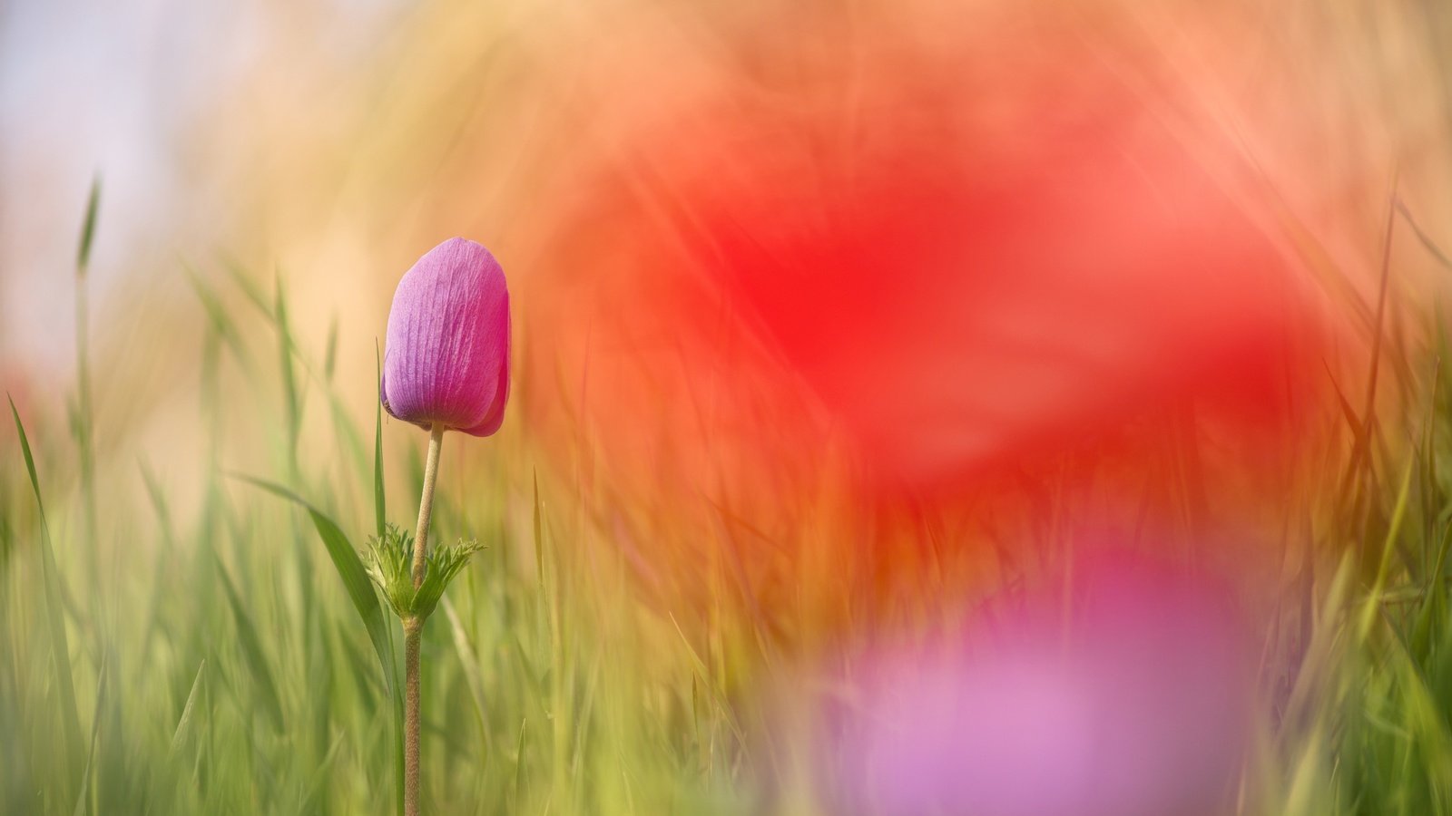 Обои цветы, трава, макро, цветок, боке, flowers, grass, macro, flower, bokeh разрешение 2500x1670 Загрузить