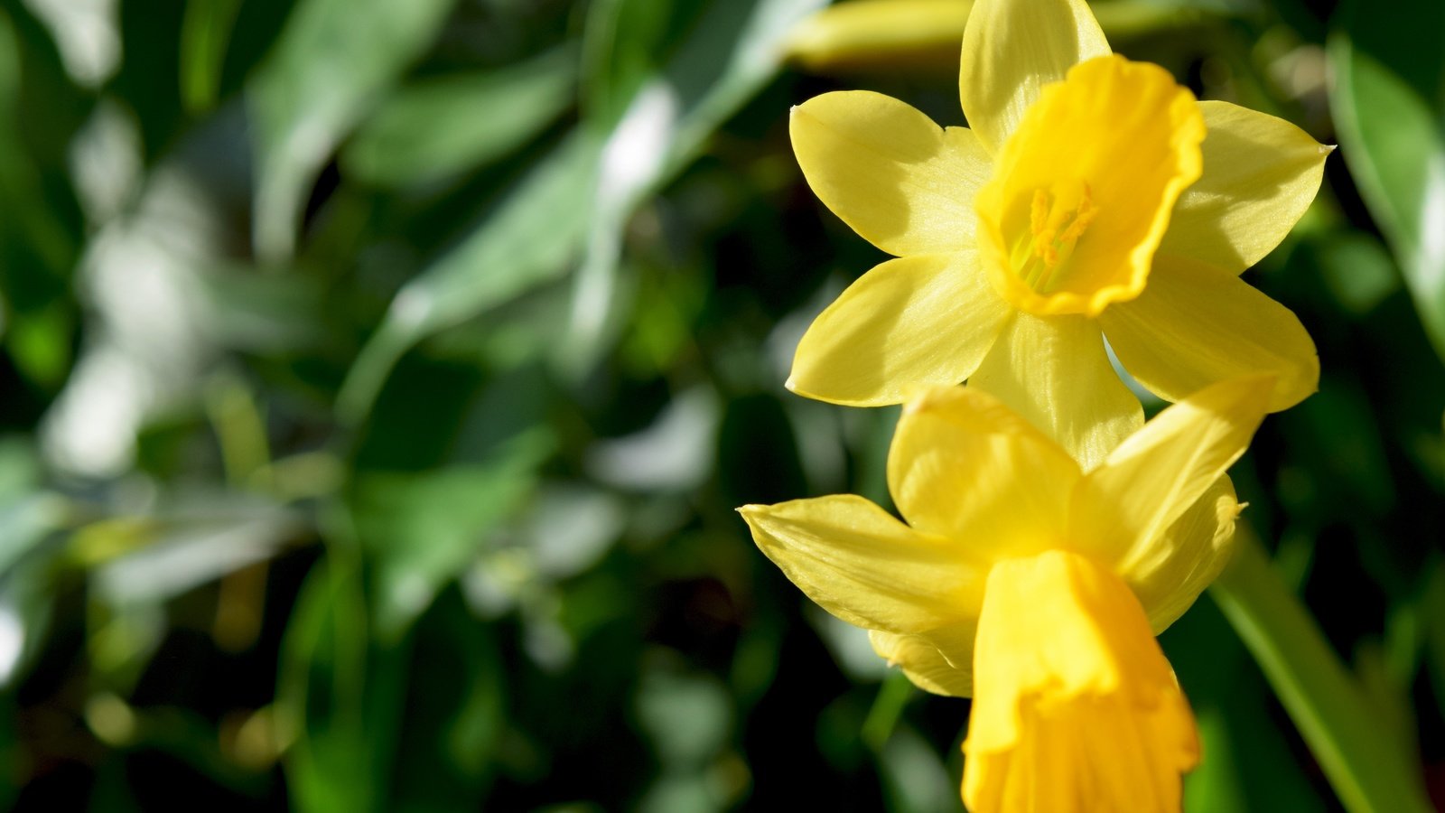 Обои цветы, макро, весна, нарциссы, желтые, flowers, macro, spring, daffodils, yellow разрешение 6000x4000 Загрузить