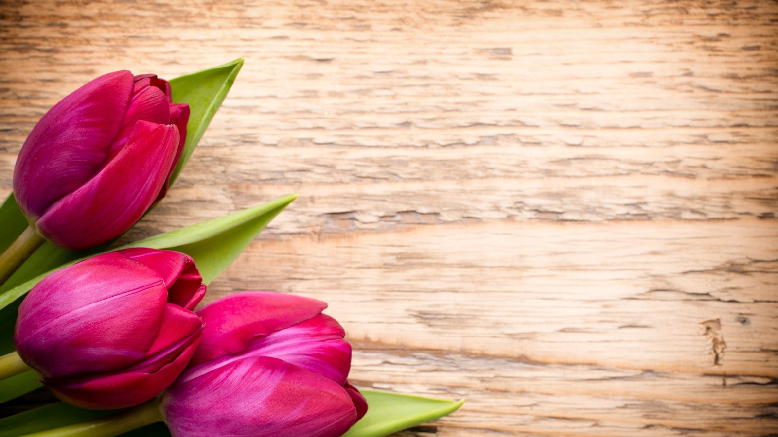 Обои цветы, букет, тюльпаны, розовые, дерева, тульпаны,  цветы, парное, пинк, flowers, bouquet, tulips, pink, wood, fresh разрешение 5472x3648 Загрузить