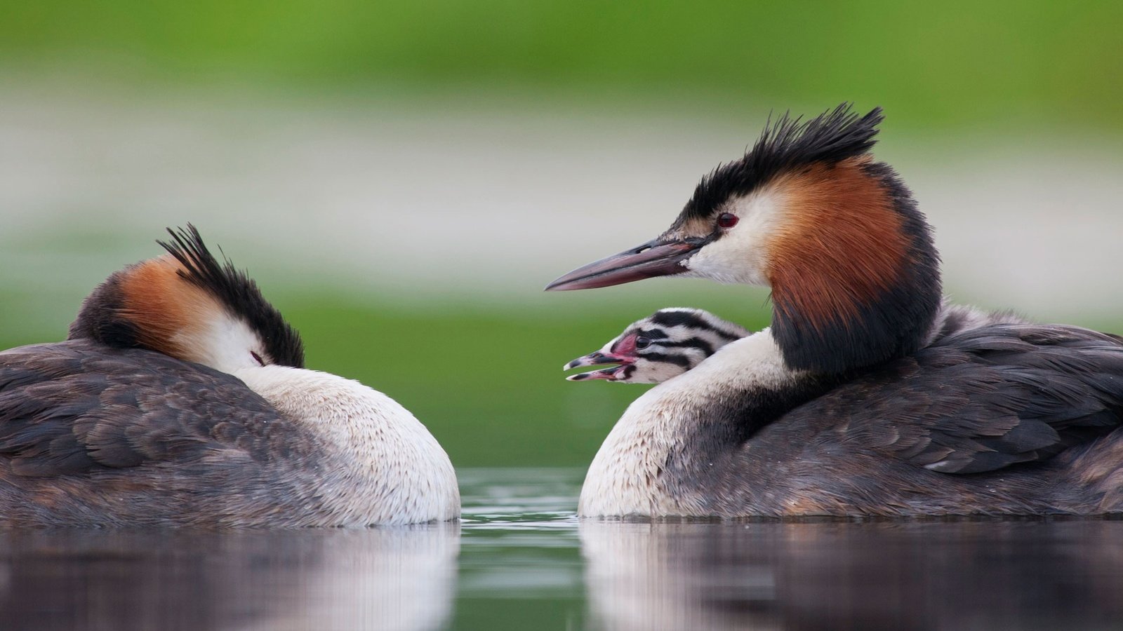 Обои птенец, птицы, птица, большая поганка, чомга, поганка, chick, birds, bird, great crested grebe, the great crested grebe, toadstool разрешение 1920x1080 Загрузить