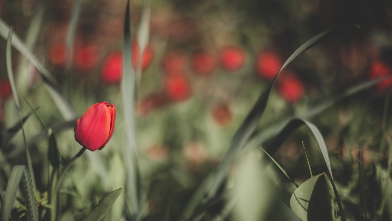 Обои цветы, весна, тюльпаны, flowers, spring, tulips разрешение 2048x1365 Загрузить