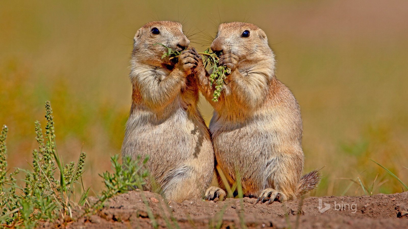 Обои природа, животные, грызуны, луговая собачка, nature, animals, rodents, prairie dog разрешение 1920x1200 Загрузить