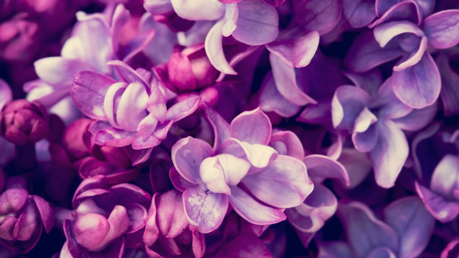 Обои цветы, цветение, весна, сирень, flowers, flowering, spring, lilac разрешение 5760x3840 Загрузить