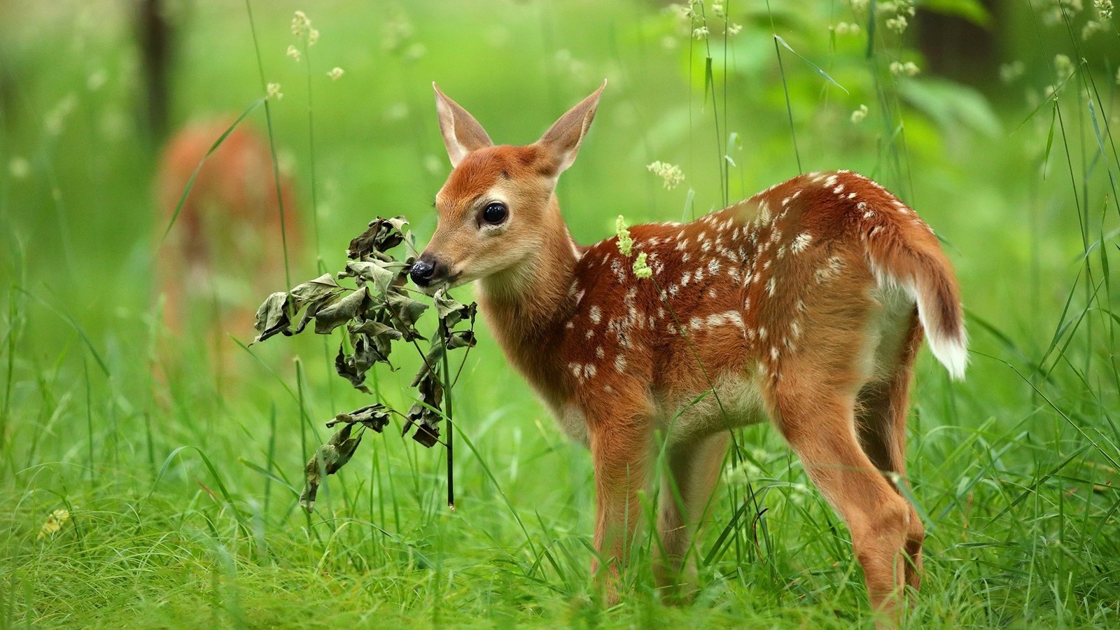 Обои трава, олень, малыш, косуля, олененок, grass, deer, baby, roe, fawn разрешение 2048x1322 Загрузить