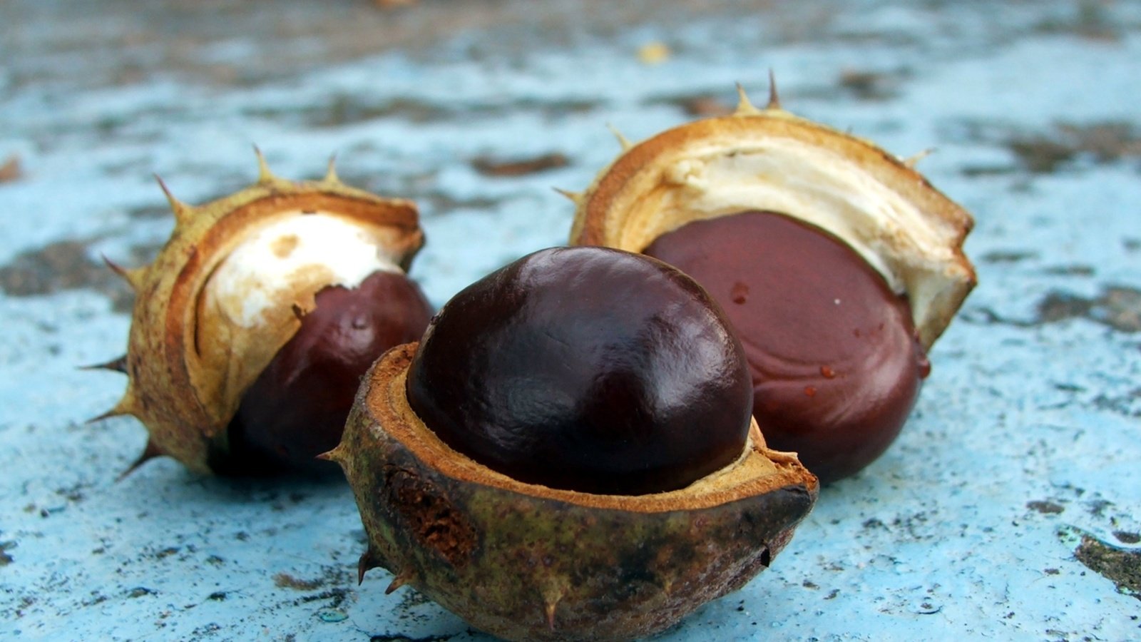 Обои орехи, орех, кожура, каштан, nuts, walnut, peel, chestnut разрешение 2272x1704 Загрузить