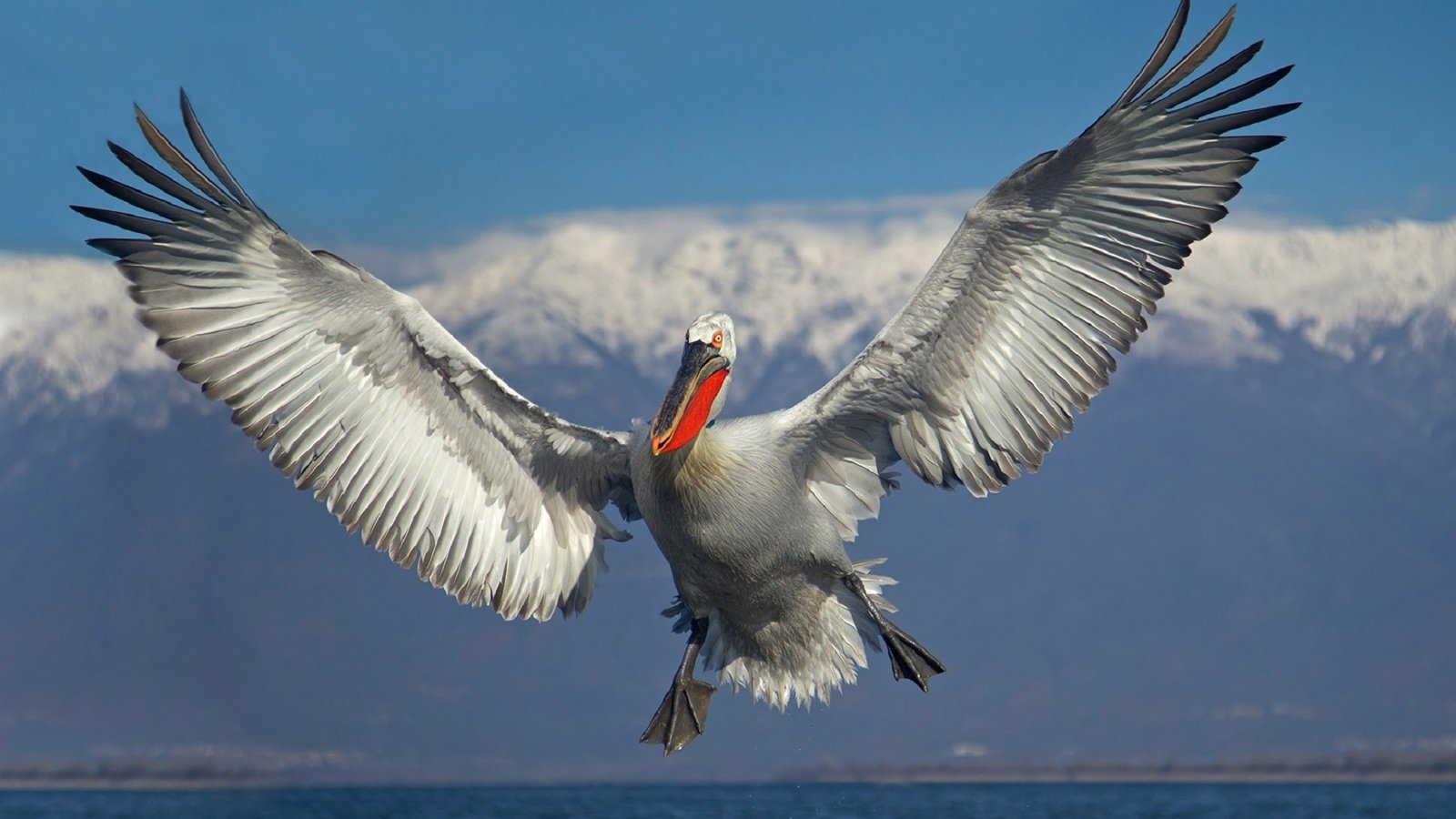 Обои небо, облака, вода, полет, крылья, птица, пеликан, иван иванов, the sky, clouds, water, flight, wings, bird, pelican, ivan ivanov разрешение 1920x1166 Загрузить