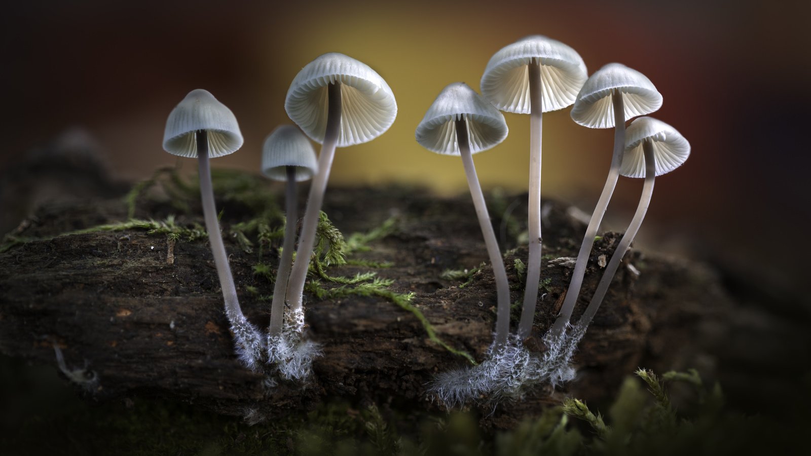 Обои природа, лес, осень, грибы, шляпки, sophiaspurgin, nature, forest, autumn, mushrooms, hats разрешение 5760x3840 Загрузить