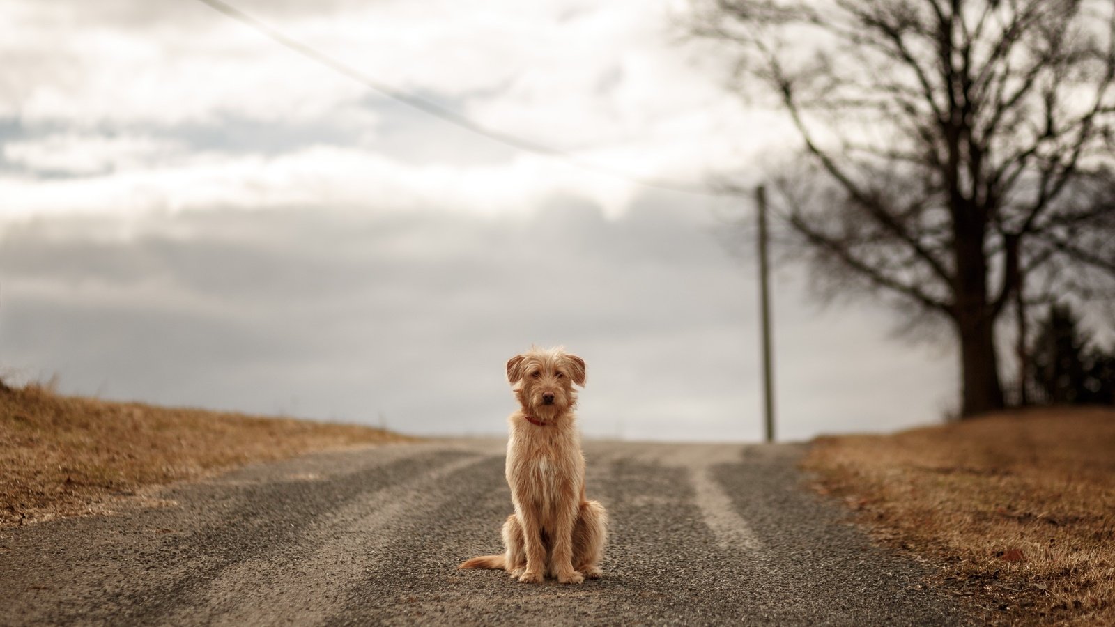 Обои небо, дорога, облака, собака, ожидание, the sky, road, clouds, dog, waiting разрешение 2560x1707 Загрузить