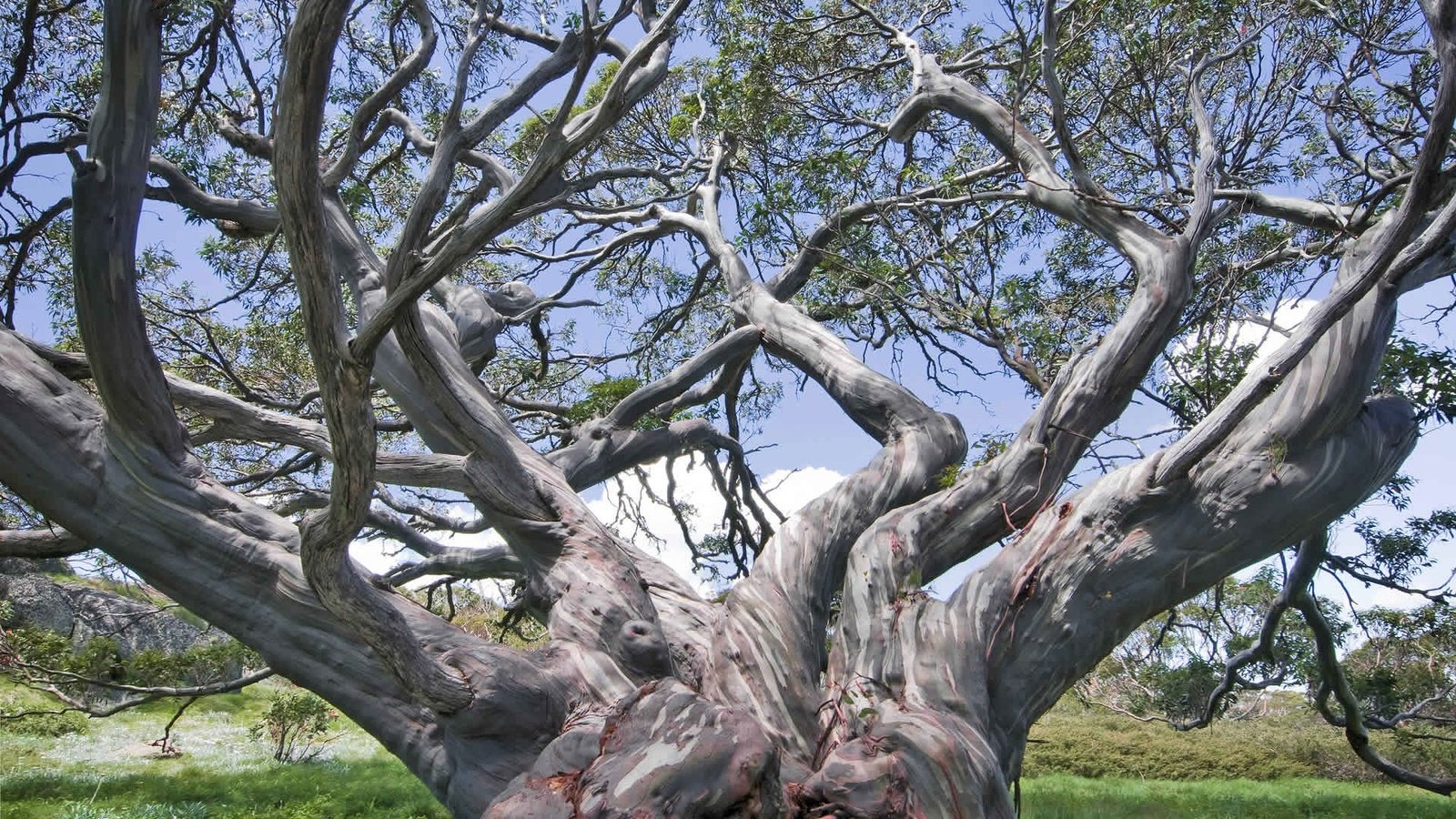 Камедные деревья в Австралии