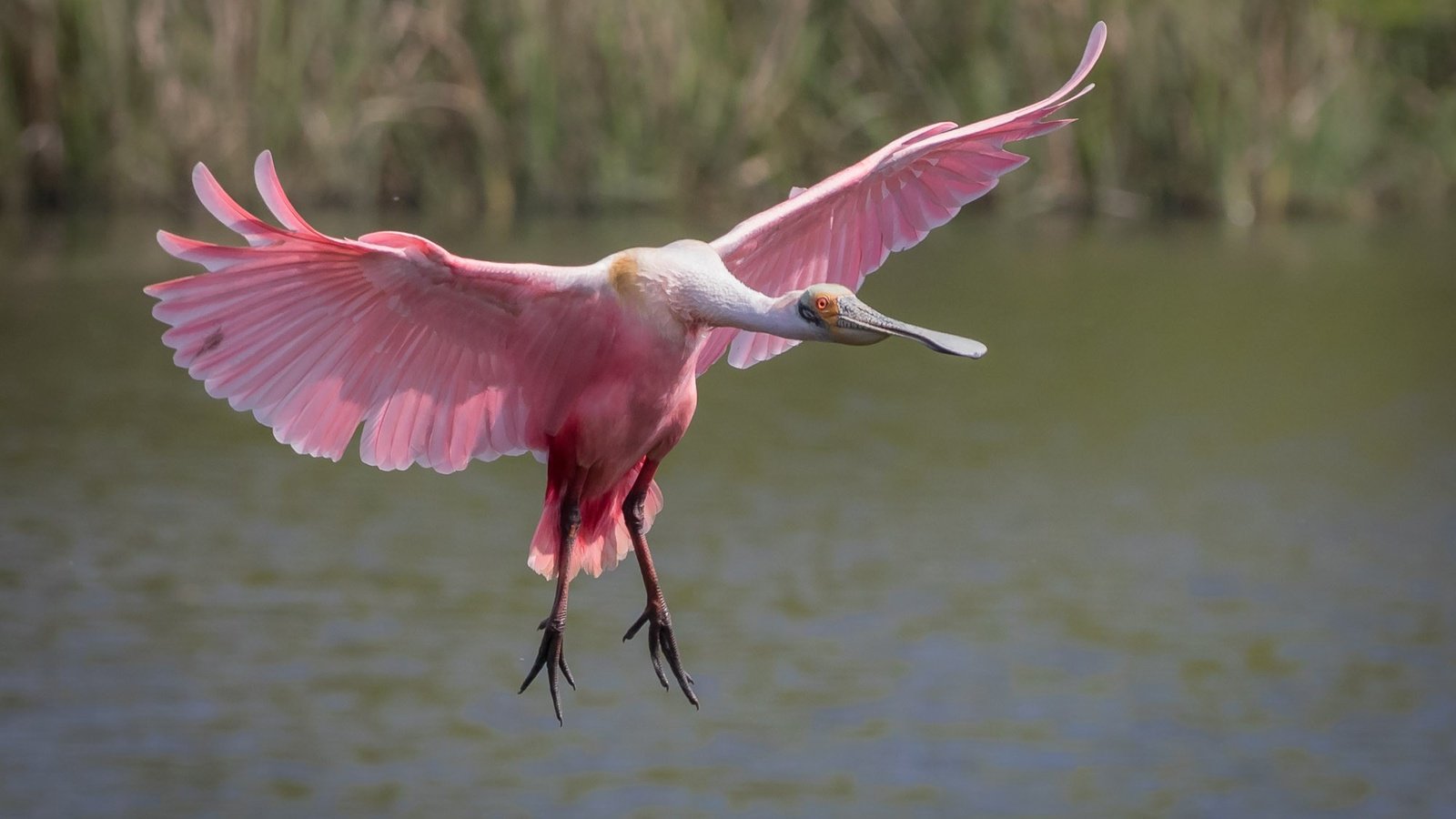 Обои полет, крылья, птица, клюв, перья, колпица, roseate spoonbill, flight, wings, bird, beak, feathers, spoonbill разрешение 2000x1333 Загрузить