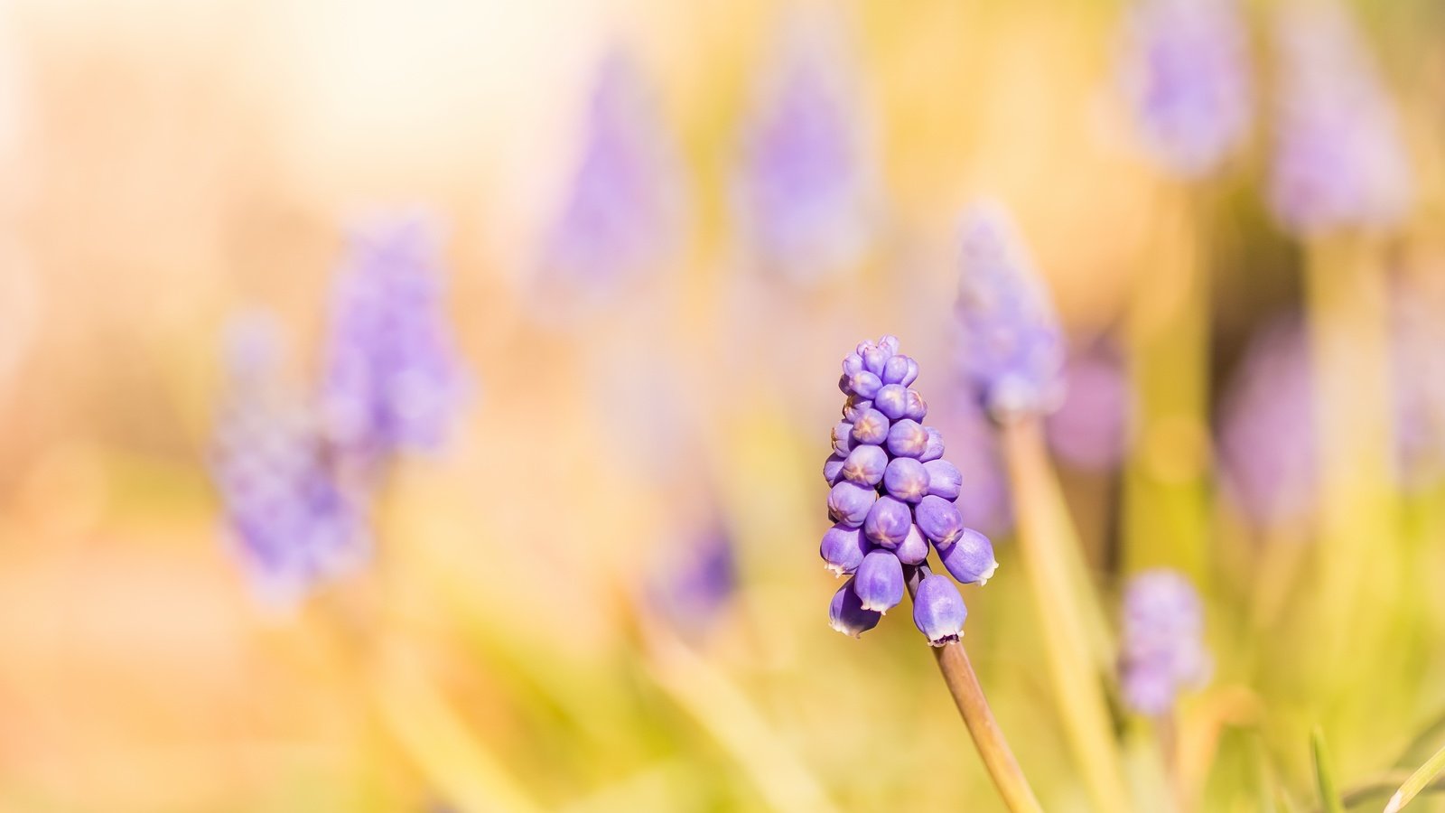 Обои свет, цветы, природа, мускари, light, flowers, nature, muscari разрешение 3911x2607 Загрузить