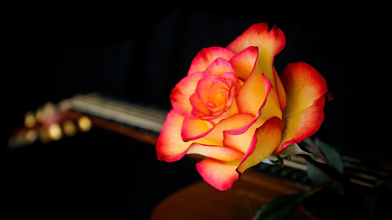 Обои макро, фон, цветок, гитара, роза, лепестки, черный фон, macro, background, flower, guitar, rose, petals, black background разрешение 2560x1595 Загрузить