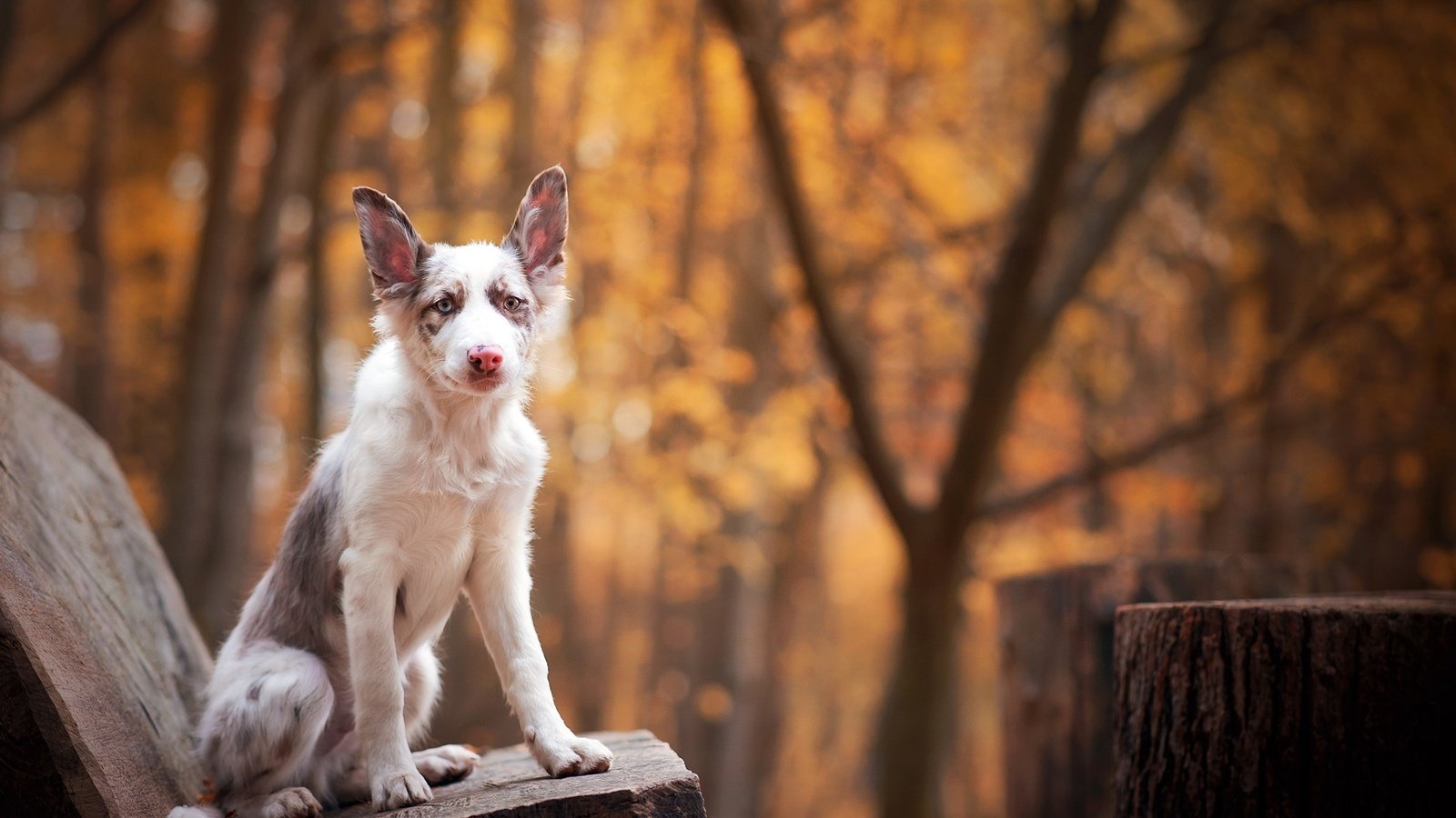 Обои морда, лапы, взгляд, собака, друг, лавка, бордер-колли, face, paws, look, dog, each, shop, the border collie разрешение 2000x1335 Загрузить