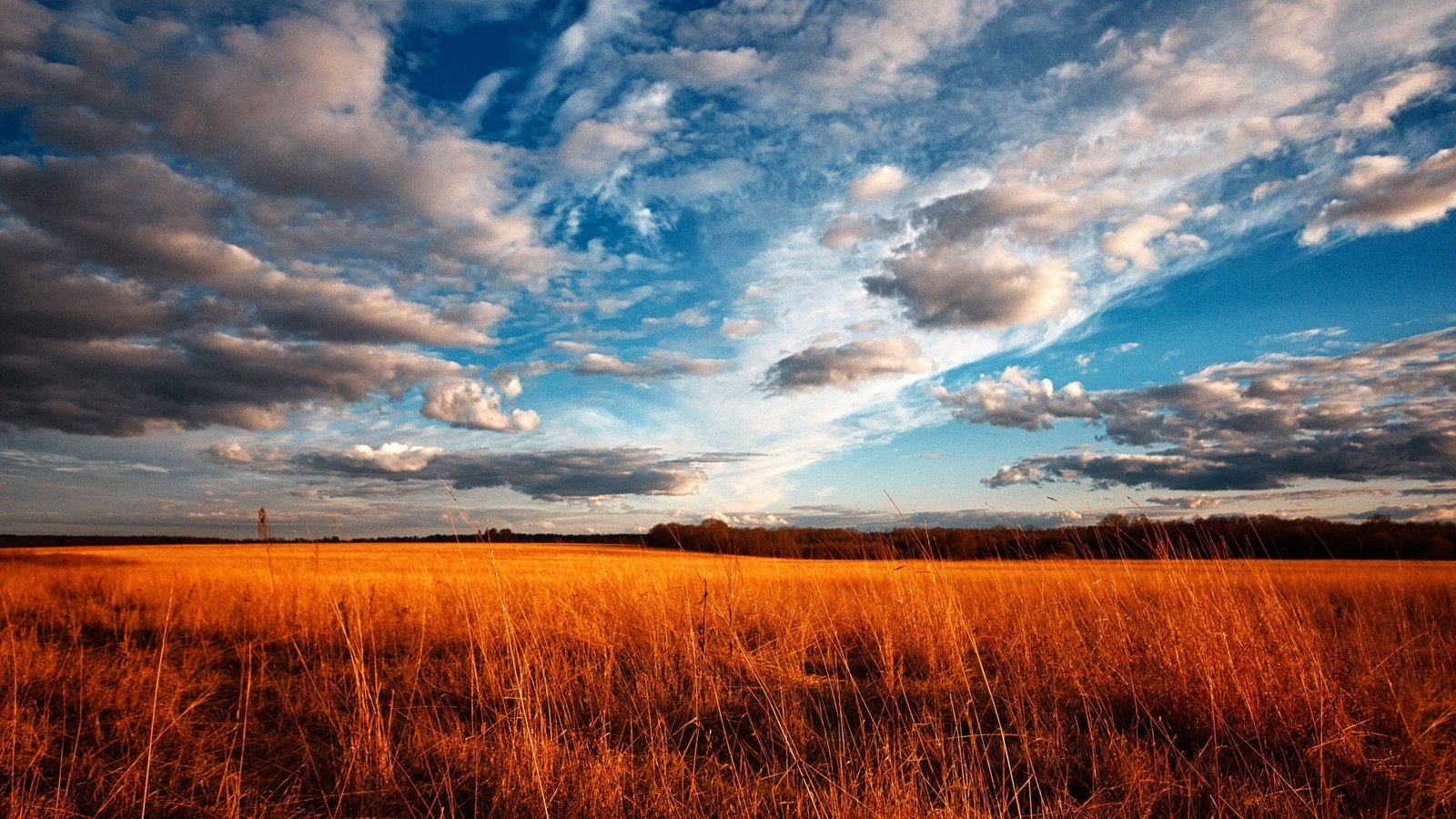 Обои небо, трава, облака, поле, the sky, grass, clouds, field разрешение 1920x1080 Загрузить