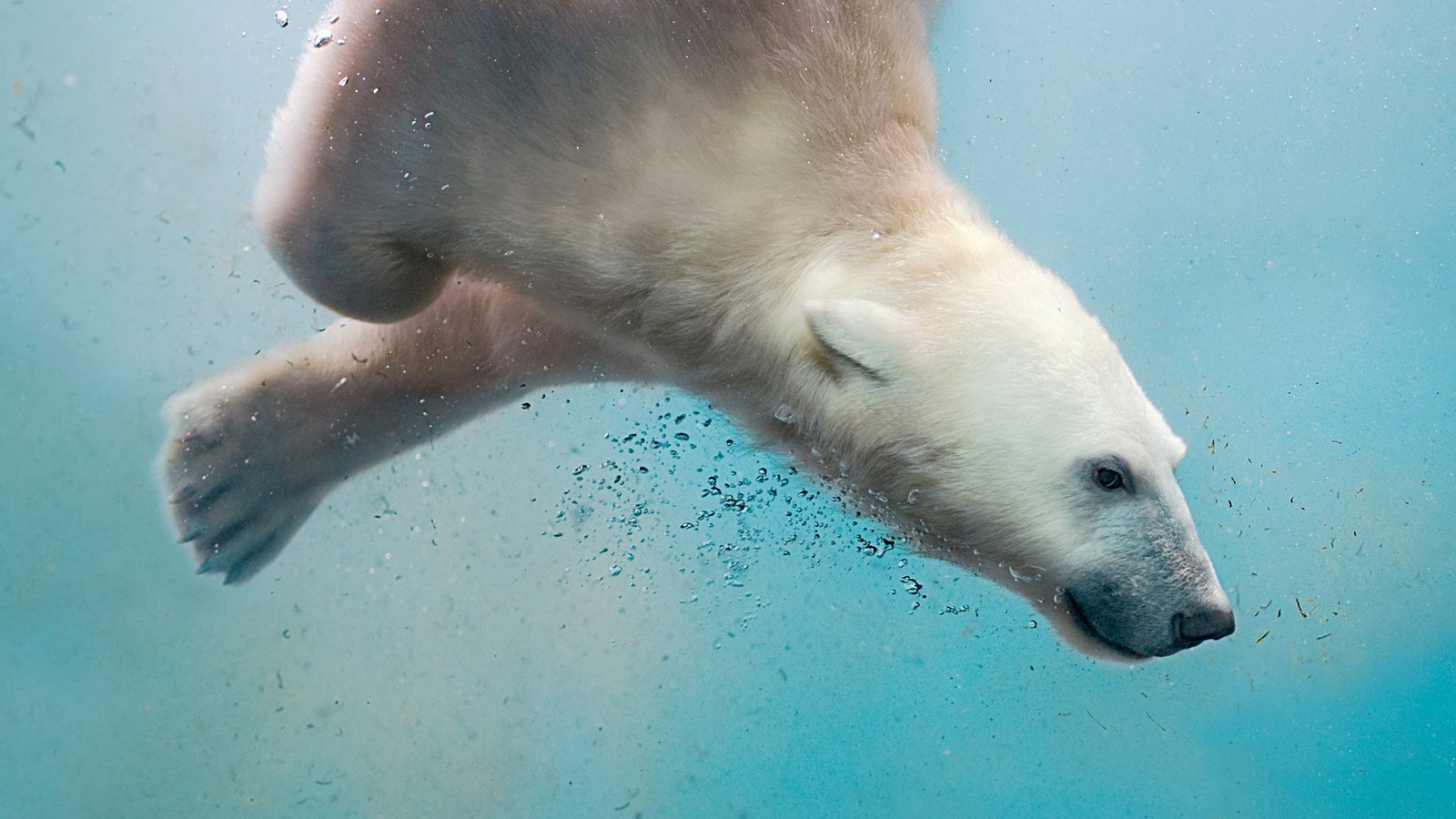 Обои вода, море, полярный медведь, медведь, пузырьки, белый медведь, water, sea, polar bear, bear, bubbles разрешение 1920x1200 Загрузить