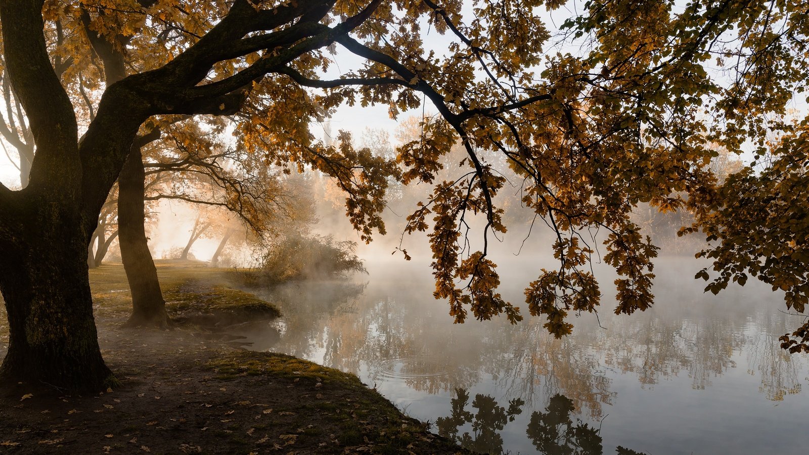 Обои деревья, листья, туман, осень, пруд, тишина, trees, leaves, fog, autumn, pond, silence разрешение 2000x1174 Загрузить