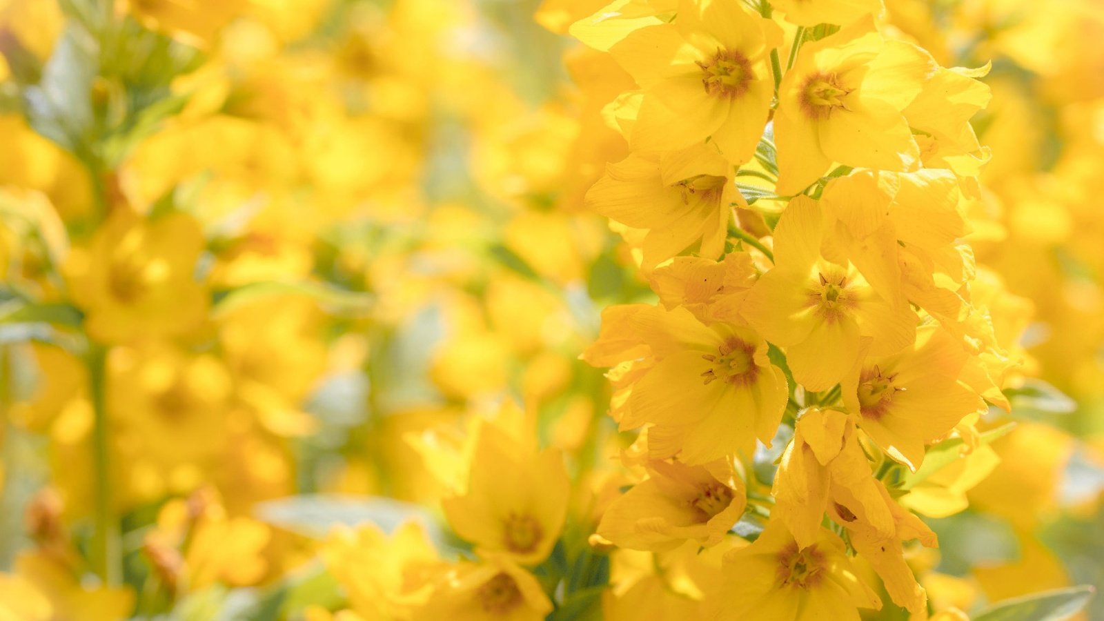 Обои цветы, макро, желтые, боке, соцветие, вербейник, flowers, macro, yellow, bokeh, inflorescence, loosestrife разрешение 2048x1365 Загрузить