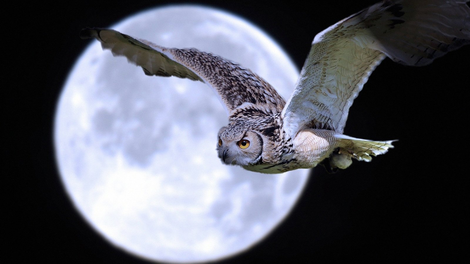 Обои ночь, сова, полет, луна, крылья, птица, night, owl, flight, the moon, wings, bird разрешение 2085x1384 Загрузить