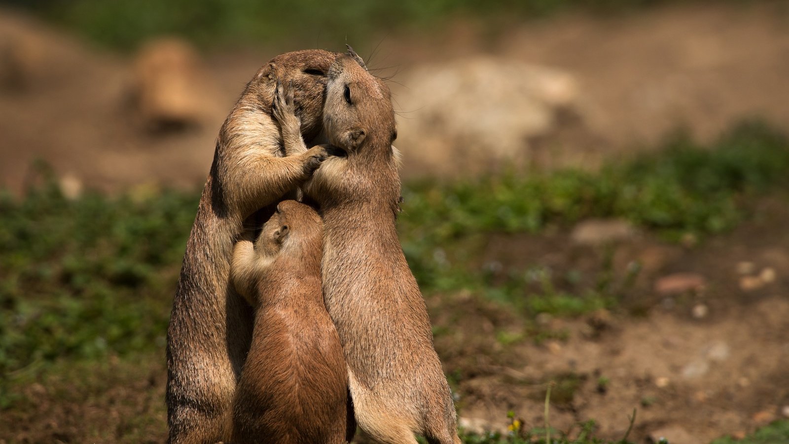 Обои животные, семья, встреча, луговая собачка, луговые собачки, animals, family, meeting, prairie dog, prairie dogs разрешение 2048x1365 Загрузить