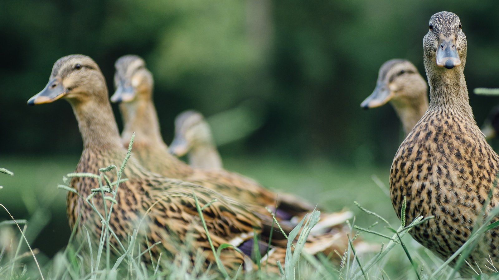 Обои трава, птицы, перья, утки, grass, birds, feathers, duck разрешение 2048x1365 Загрузить