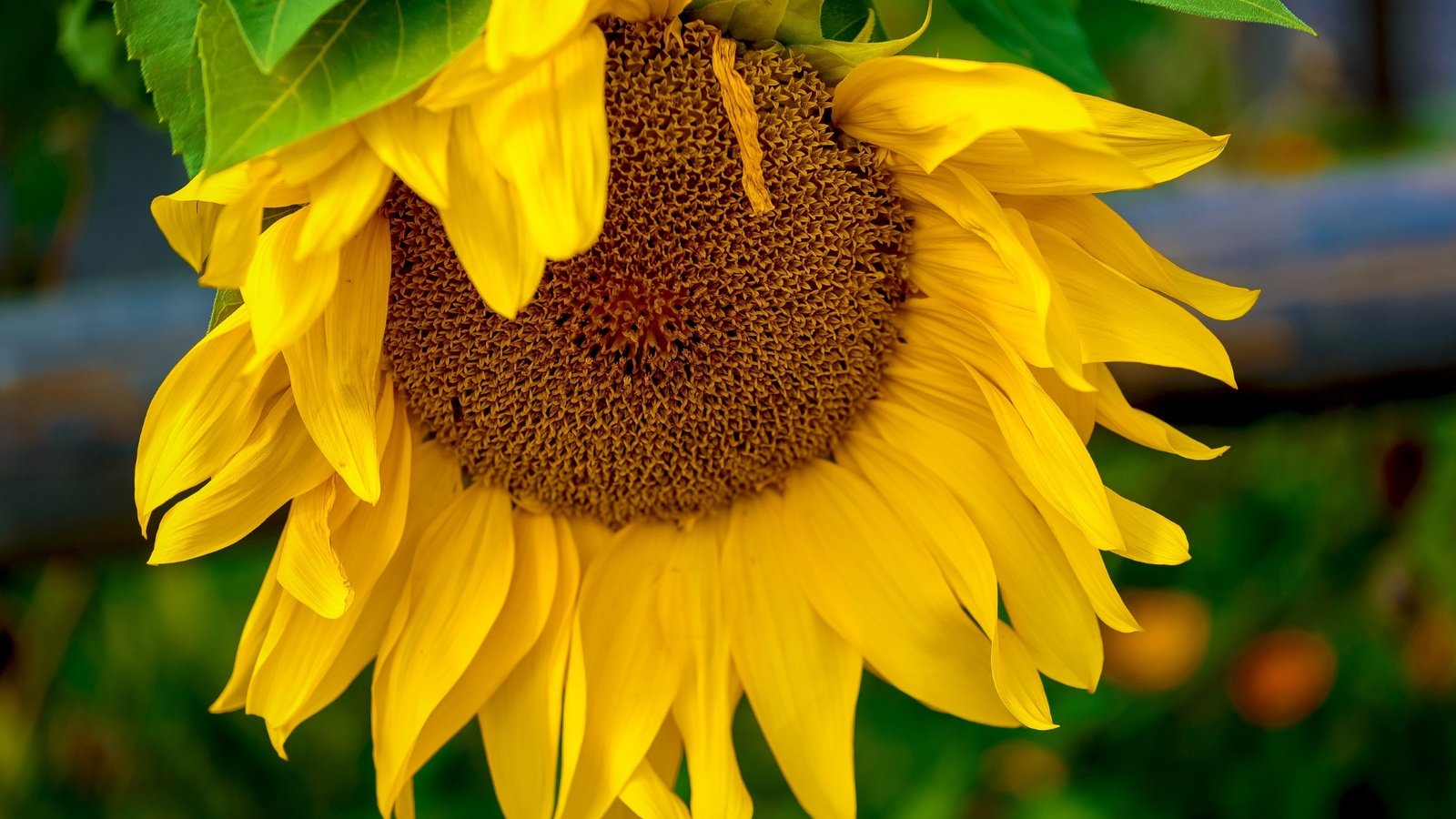 Обои желтый, макро, цветок, подсолнух, yellow, macro, flower, sunflower разрешение 2400x1602 Загрузить