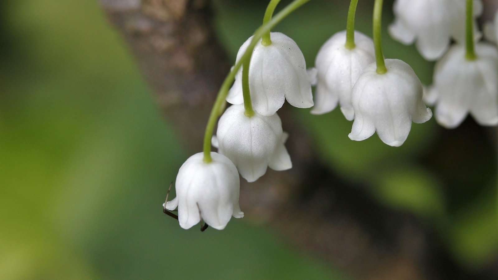 Обои цветы, ландыши, весна, боке, flowers, lilies of the valley, spring, bokeh разрешение 1920x1279 Загрузить