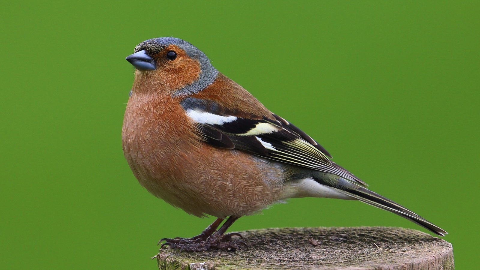 Обои птицы, птица, животное, самец, зяблик, birds, bird, animal, male, chaffinch разрешение 2648x1900 Загрузить