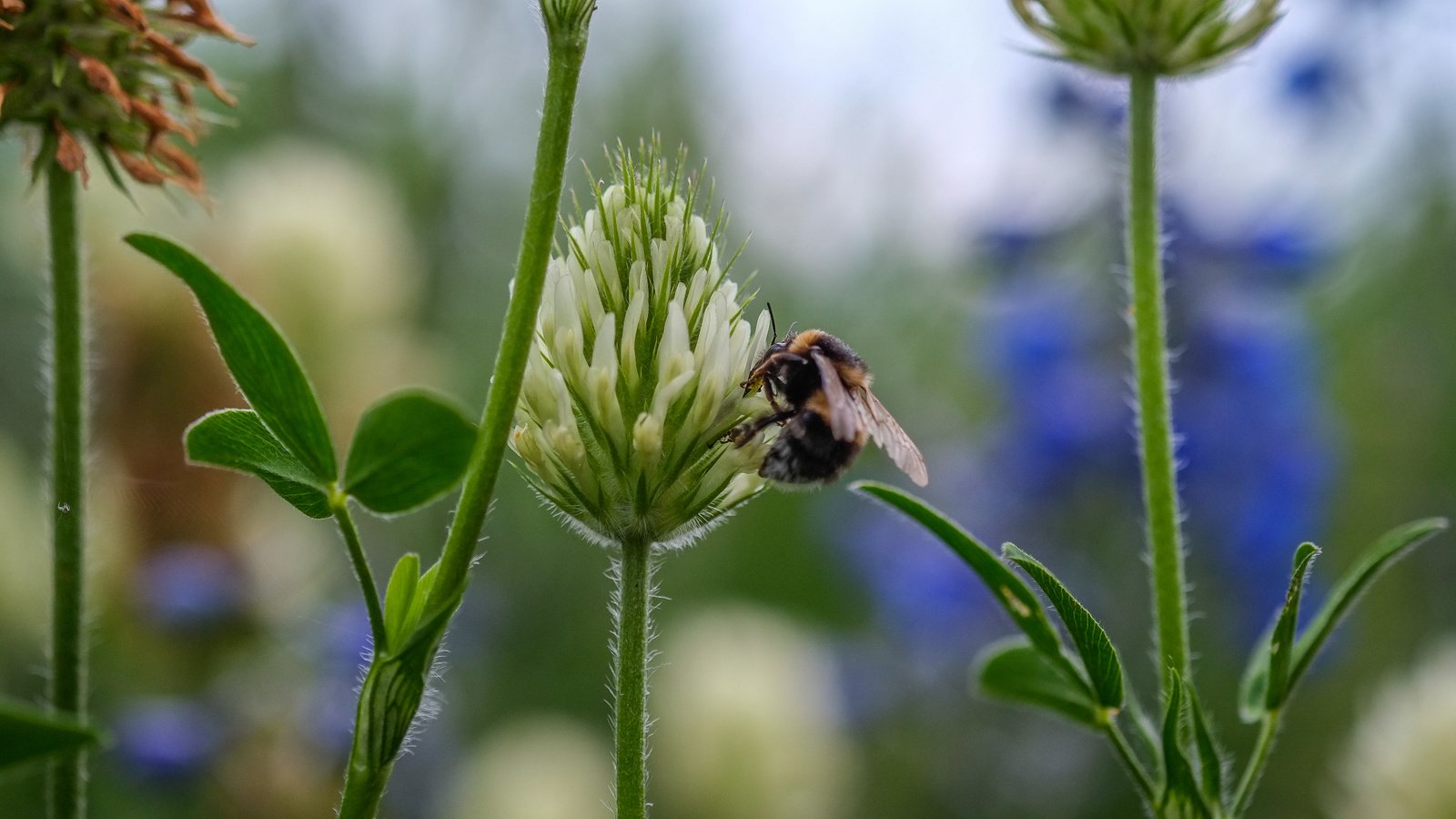 Обои цветы, клевер, насекомое, пчела, jazzmatica, flowers, clover, insect, bee разрешение 4896x2760 Загрузить