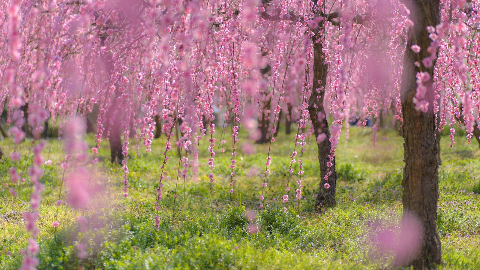 Обои деревья, цветение, ветки, весна, сакура, trees, flowering, branches, spring, sakura разрешение 1920x1200 Загрузить