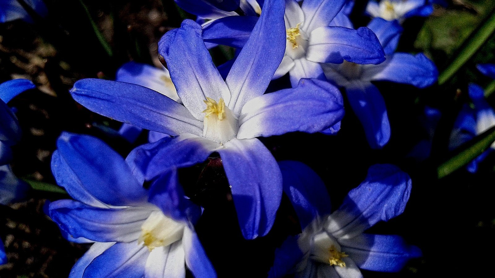 Обои цветы, природа, синие, хионодокса, flowers, nature, blue, hionodoksa разрешение 2560x1920 Загрузить