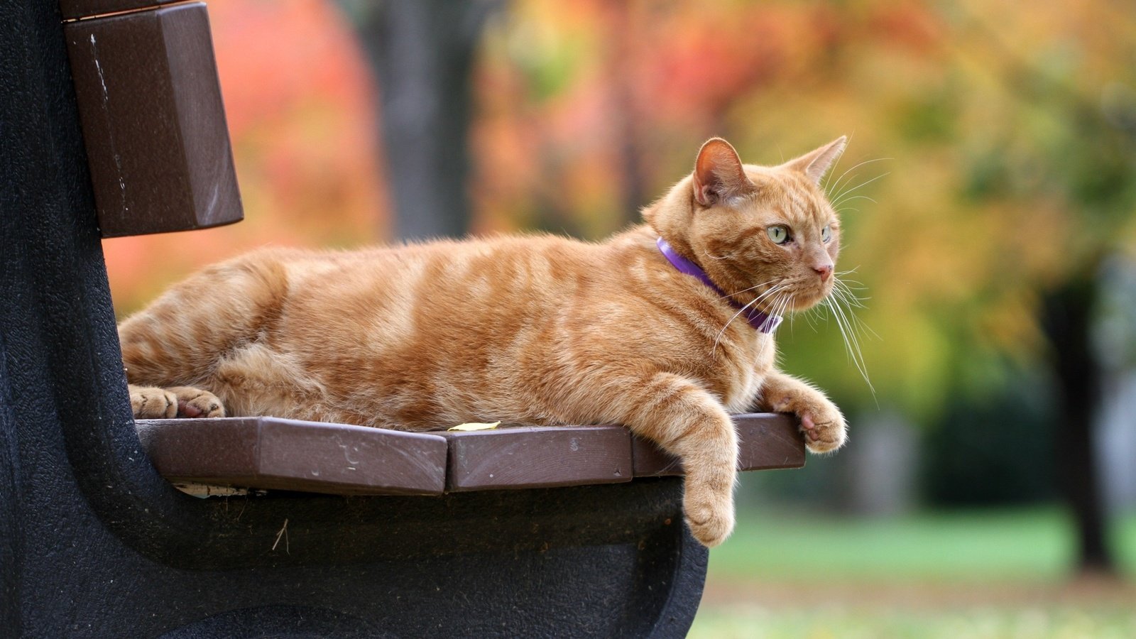 Обои кот, кошка, осень, скамейка, рыжий, боке, рыжий кот, cat, autumn, bench, red, bokeh, red cat разрешение 2560x1706 Загрузить