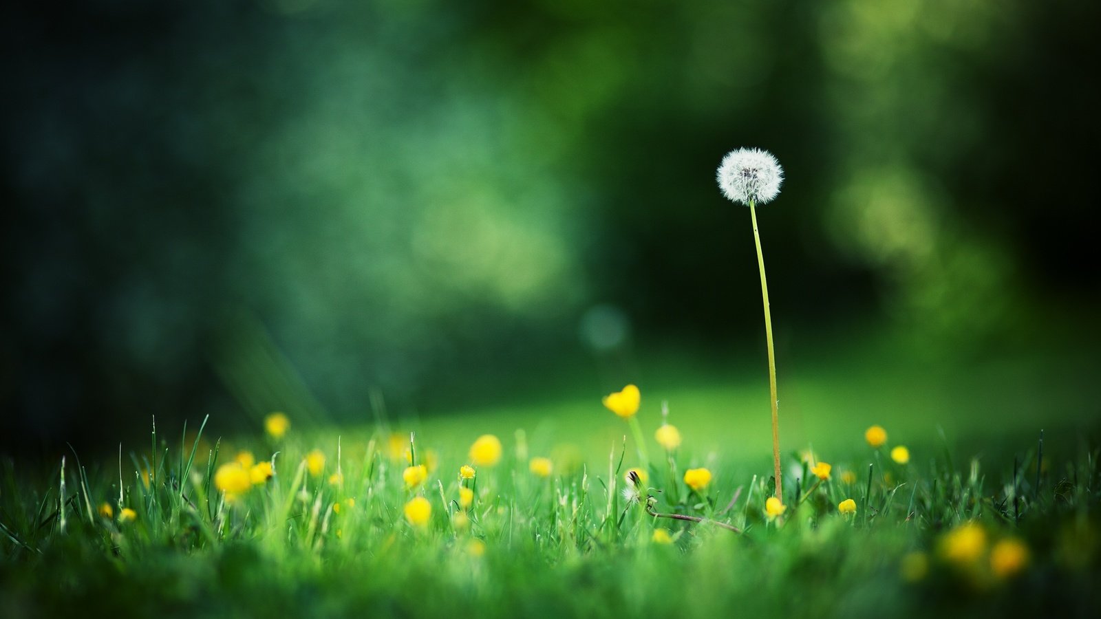 Обои свет, цветы, трава, поля, одуванчик, блик, полевые цветы, light, flowers, grass, field, dandelion, blik, wildflowers разрешение 2560x1600 Загрузить