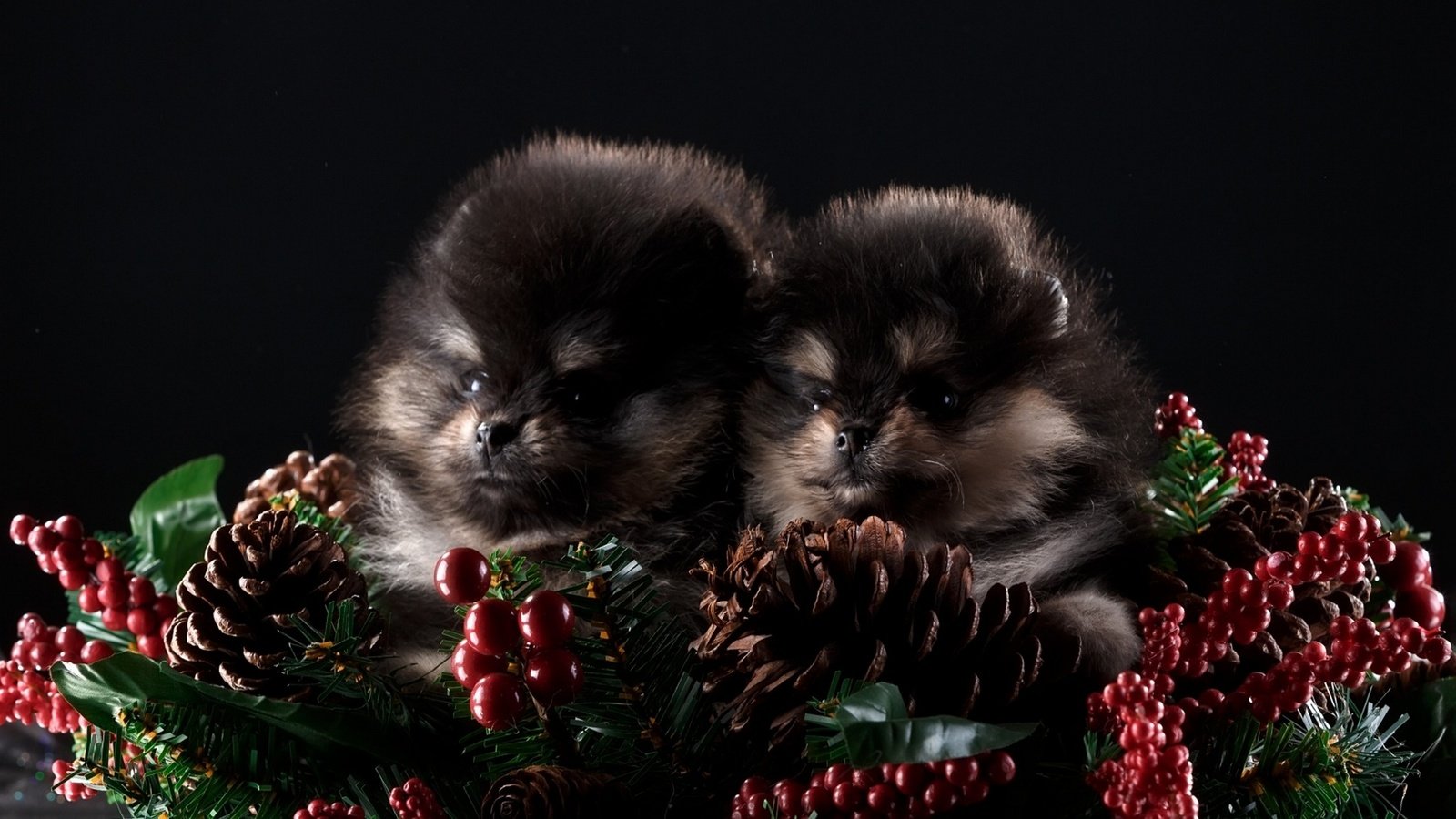 Обои новый год, черный фон, щенки, шишки, собаки, шпиц, шпицы, new year, black background, puppies, bumps, dogs, spitz разрешение 1920x1200 Загрузить