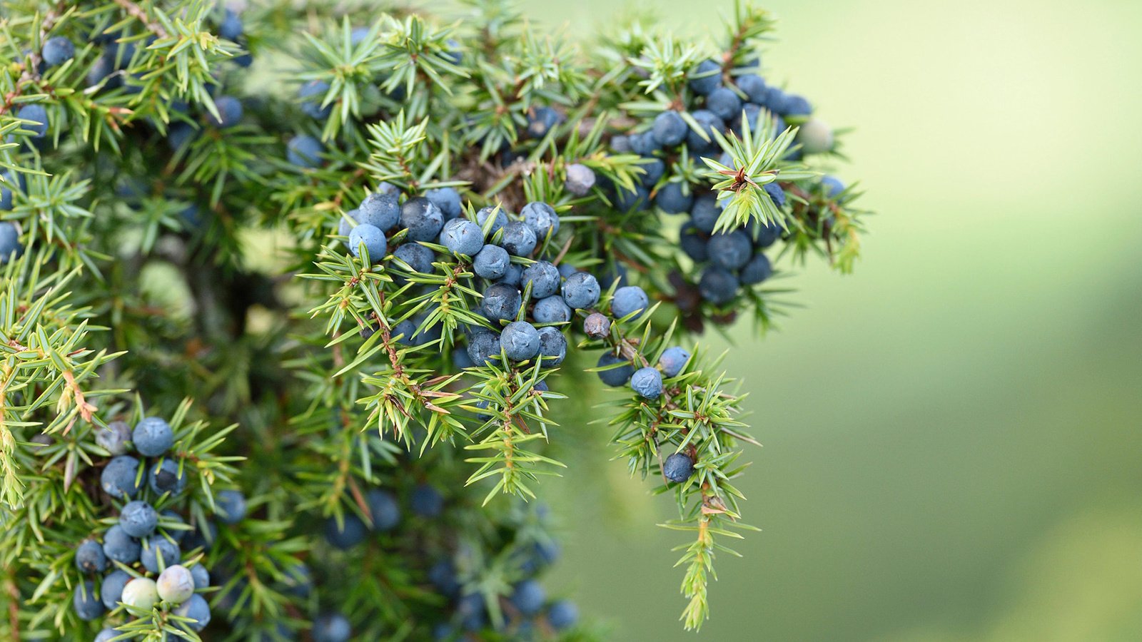 Обои хвоя, макро, ветки, ягоды, плоды, можжевельник, needles, macro, branches, berries, fruit, juniper разрешение 1920x1200 Загрузить