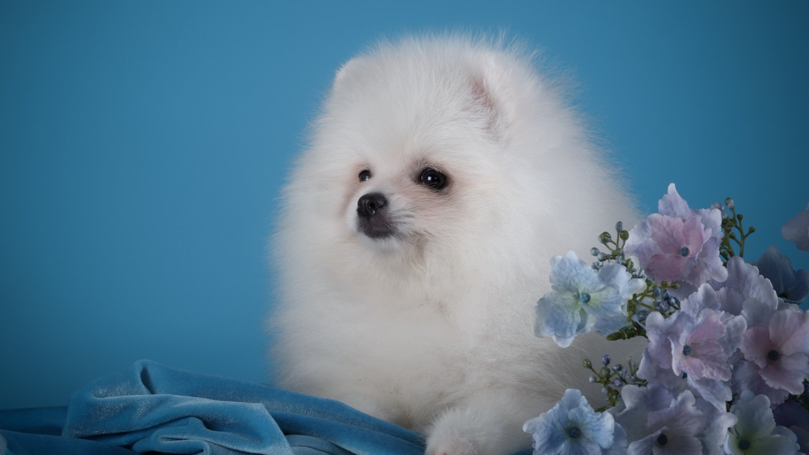 Обои пушистый, белый, щенок, гортензия, шпиц, померанский шпиц, fluffy, white, puppy, hydrangea, spitz, pomeranian разрешение 2880x1800 Загрузить