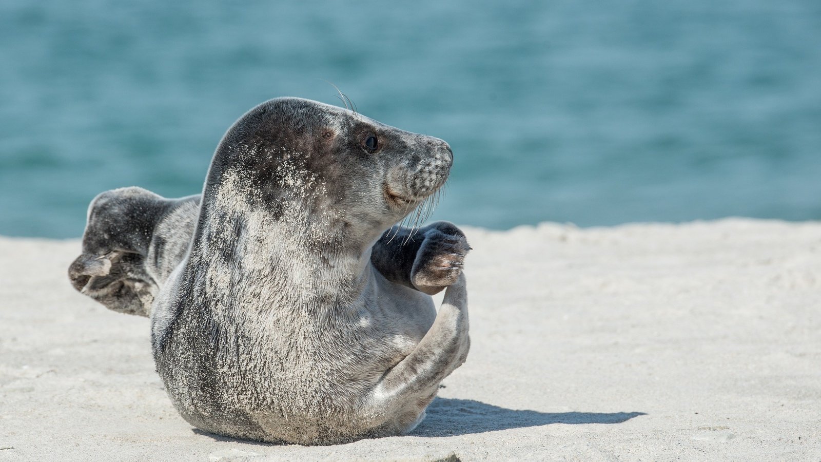 Обои тюлень, дикая природа, морской котик, ласты, seal, wildlife, navy seal, fins разрешение 1920x1281 Загрузить