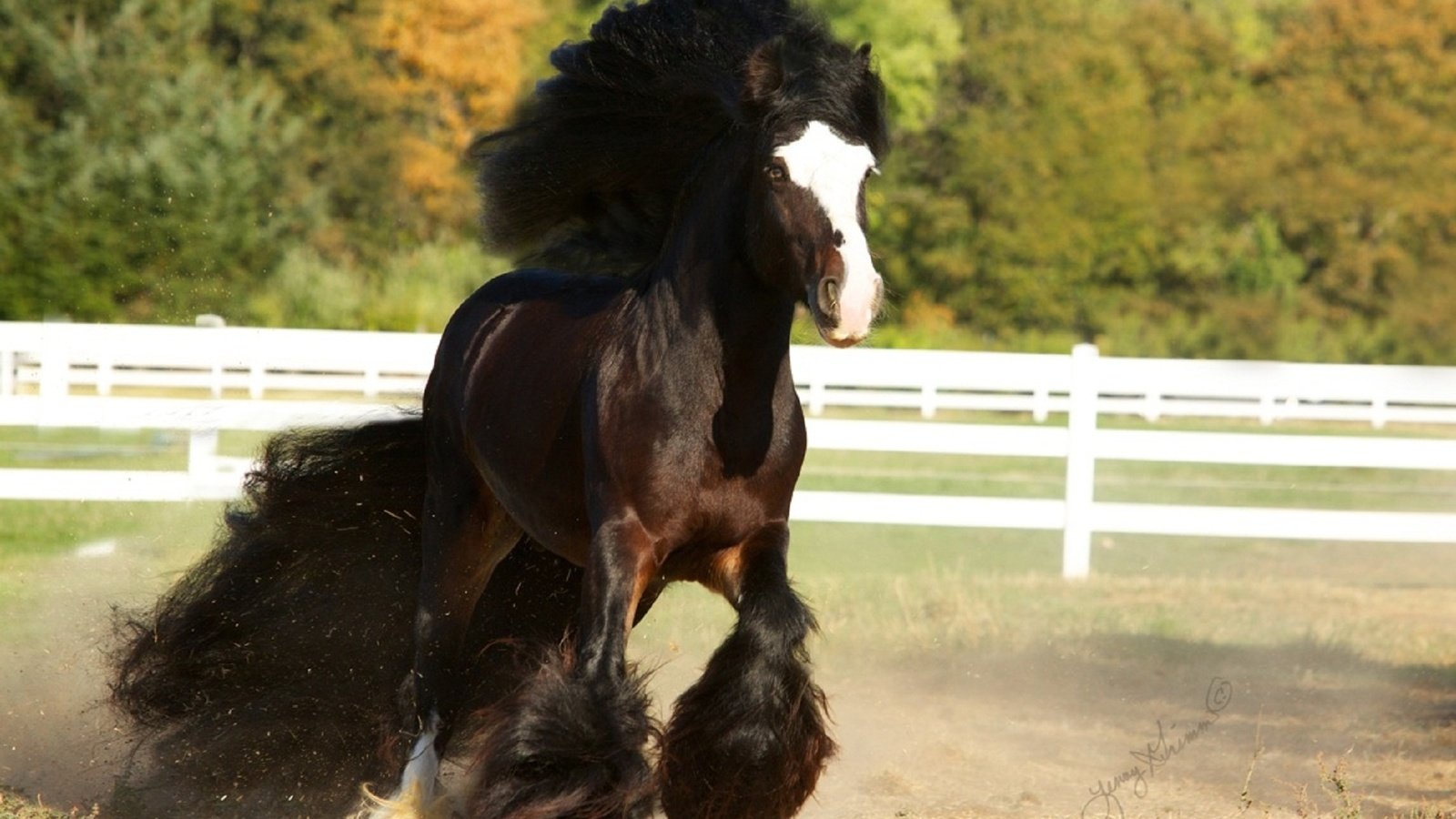 Тинкер — цыганская порода лошадей