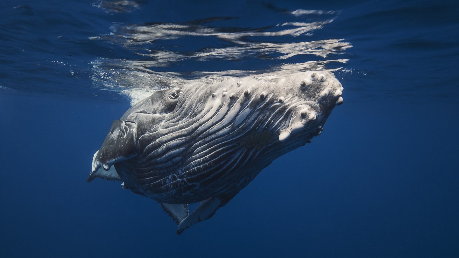 Обои кит, подводный мир, горбатый кит, kit, underwater world, humpback whale разрешение 2560x1600 Загрузить