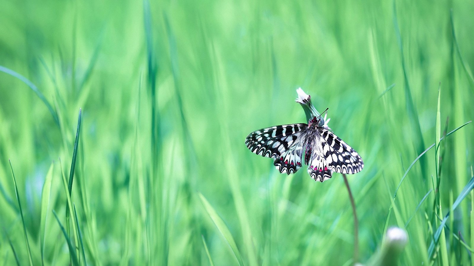 Обои трава, насекомое, бабочка, крылья, tatyana krylova, татьяна крылова, grass, insect, butterfly, wings разрешение 2000x1416 Загрузить