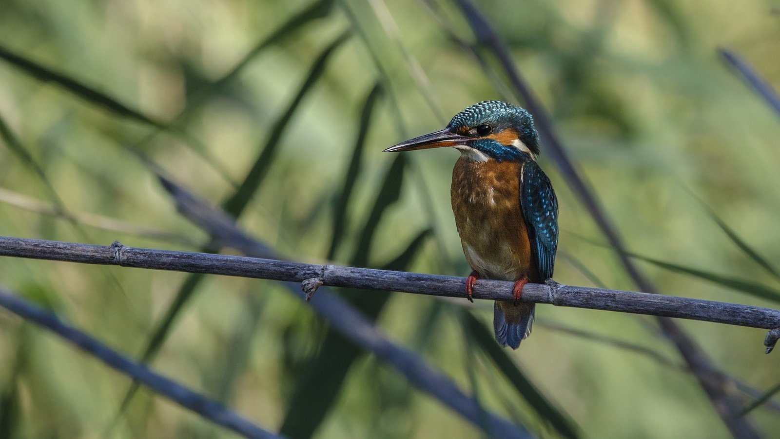 Обои природа, ветки, птица, клюв, перья, зимородок, nature, branches, bird, beak, feathers, kingfisher разрешение 2048x1366 Загрузить