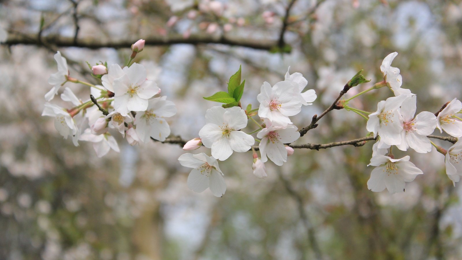 Обои природа, цветение, ветки, весна, боке, nature, flowering, branches, spring, bokeh разрешение 3840x2560 Загрузить