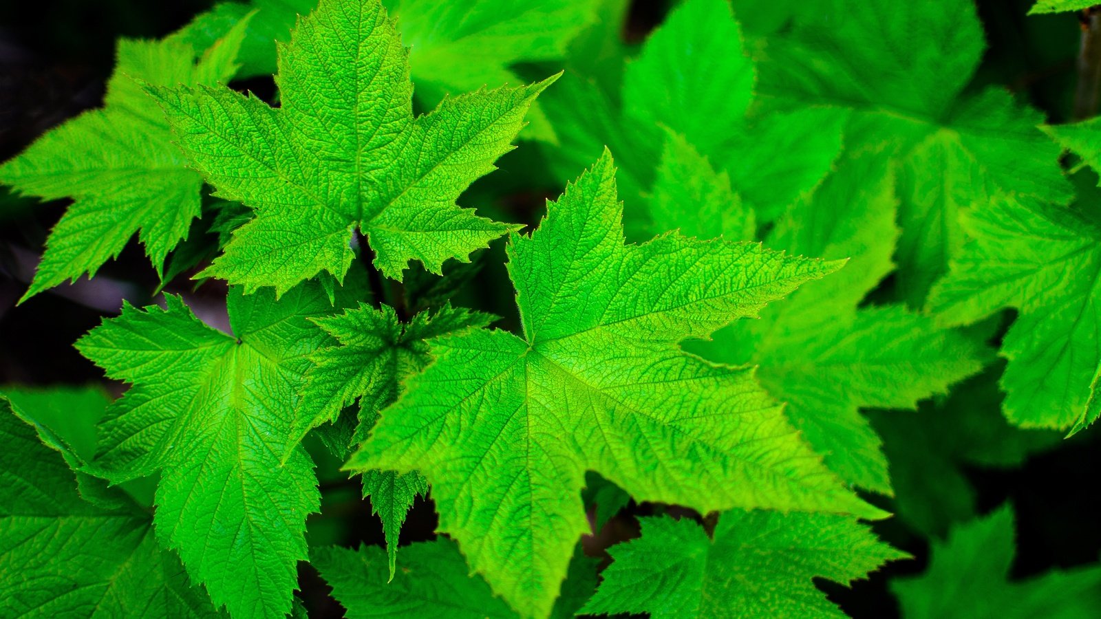 Обои природа, листья, зеленые листья, смородина, крупным планом, nature, leaves, green leaves, currants, closeup разрешение 4928x3264 Загрузить