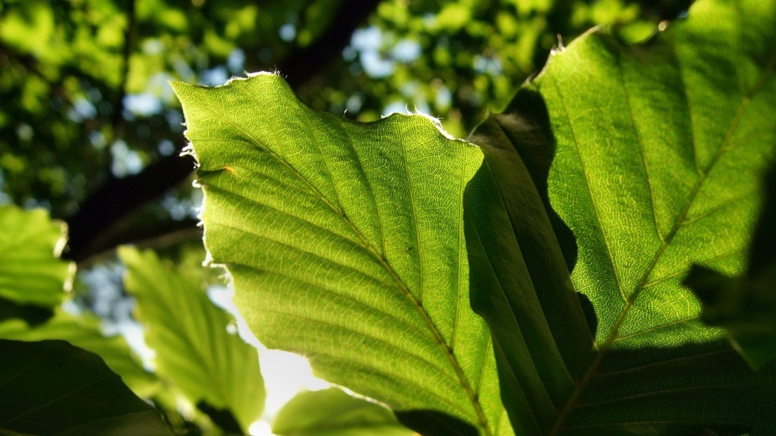 Обои свет, природа, листья, зеленые листья, крупным планом, light, nature, leaves, green leaves, closeup разрешение 1920x1080 Загрузить